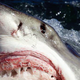Foto: Fallows et al / PLOS One